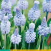 ohgreen Bloembollen|Ecocheques|10 muscari azureum