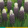 ohgreen Bloembollen|Ecocheques|7 muscari grape ice