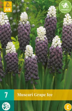 ohgreen Bloembollen|Ecocheques|7 muscari grape ice