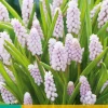 ohgreen Bloembollen|Ecocheques|3 muscari pink sunrise
