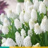 ohgreen Bloembollen|Ecocheques|15 muscari white magic