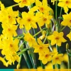 ohgreen Bloembollen|Ecocheques|5 narcissus baby boomer