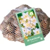 ohgreen Bloembollen|Ecocheques|30 narcissus botanisch wit