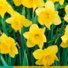 ohgreen Bloembollen|Ecocheques|5 narcissus carlton