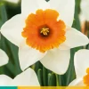 ohgreen Bloembollen|Ecocheques|5 narcissus chromacolor