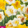 ohgreen Bloembollen|Ecocheques|10 narcissus dubbel mix