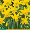 ohgreen Bloembollen|Ecocheques|5 narcissus february gold