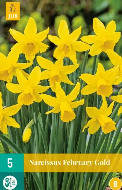 ohgreen Bloembollen|Ecocheques|5 narcissus february gold