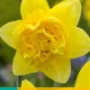 ohgreen Bloembollen|Ecocheques|5 narcissus golden ducat