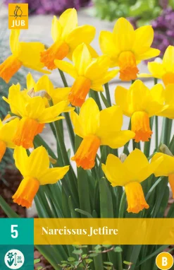 ohgreen Bloembollen|Ecocheques|5 narcissus jetfire