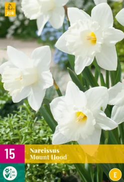ohgreen Bloembollen|Ecocheques|15 narcissus mount hood