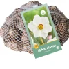 ohgreen Bloembollen|Ecocheques|30 narcissus recurvus