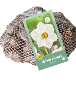 ohgreen Bloembollen|Ecocheques|30 narcissus recurvus
