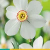 ohgreen Bloembollen|Ecocheques|5 narcissus recurvus