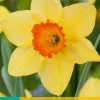ohgreen Bloembollen|Ecocheques|5 narcissus red devon