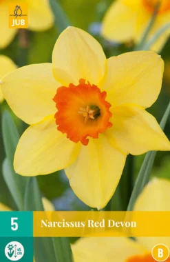 ohgreen Bloembollen|Ecocheques|5 narcissus red devon