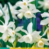 ohgreen Bloembollen|Ecocheques|5 narcissus triandrus thalia