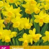 ohgreen Bloembollen|Ecocheques|25 narcissus tête-à-tête