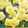 ohgreen Bloembollen|Ecocheques|5 narcissus yellow cheerfulness