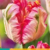 ohgreen Bloembollen|Ecocheques|7 tulipa apricot parrot