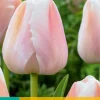 ohgreen Bloembollen|Ecocheques|7 tulipa apricot pride