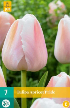 ohgreen Bloembollen|Ecocheques|7 tulipa apricot pride