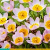 ohgreen Bloembollen|Ecocheques|10 tulipa bakeri lilac wonder