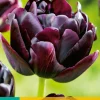 ohgreen Bloembollen|Ecocheques|5 tulipa black hero