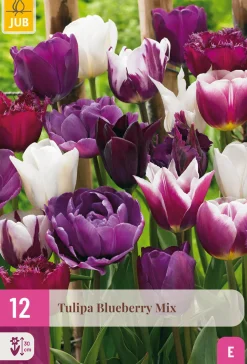 ohgreen Bloembollen|Ecocheques|12 tulipa blueberry mix