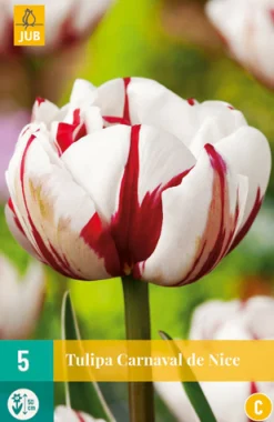 ohgreen Bloembollen|Ecocheques|5 tulipa carnaval de nice