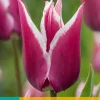 ohgreen Bloembollen|Ecocheques|7 tulipa claudia