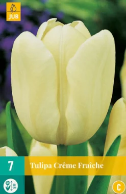 ohgreen Bloembollen|Ecocheques|7 tulipa creme fraiche