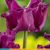 ohgreen Bloembollen|Ecocheques|5 tulipa crown of negrita