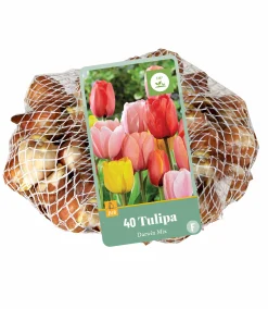 ohgreen Bloembollen|Ecocheques|40 tulipa darwin hybride mix