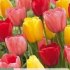 ohgreen Bloembollen|Ecocheques|7 tulipa darwin hybride mix