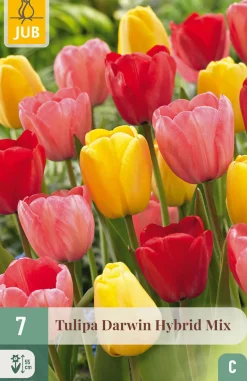 ohgreen Bloembollen|Ecocheques|7 tulipa darwin hybride mix