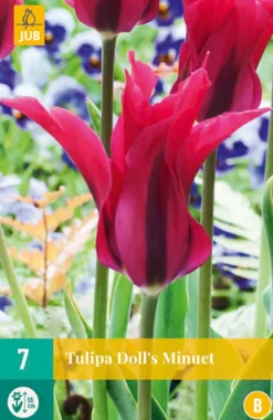 ohgreen Bloembollen|Ecocheques|7 tulipa doll's minuet