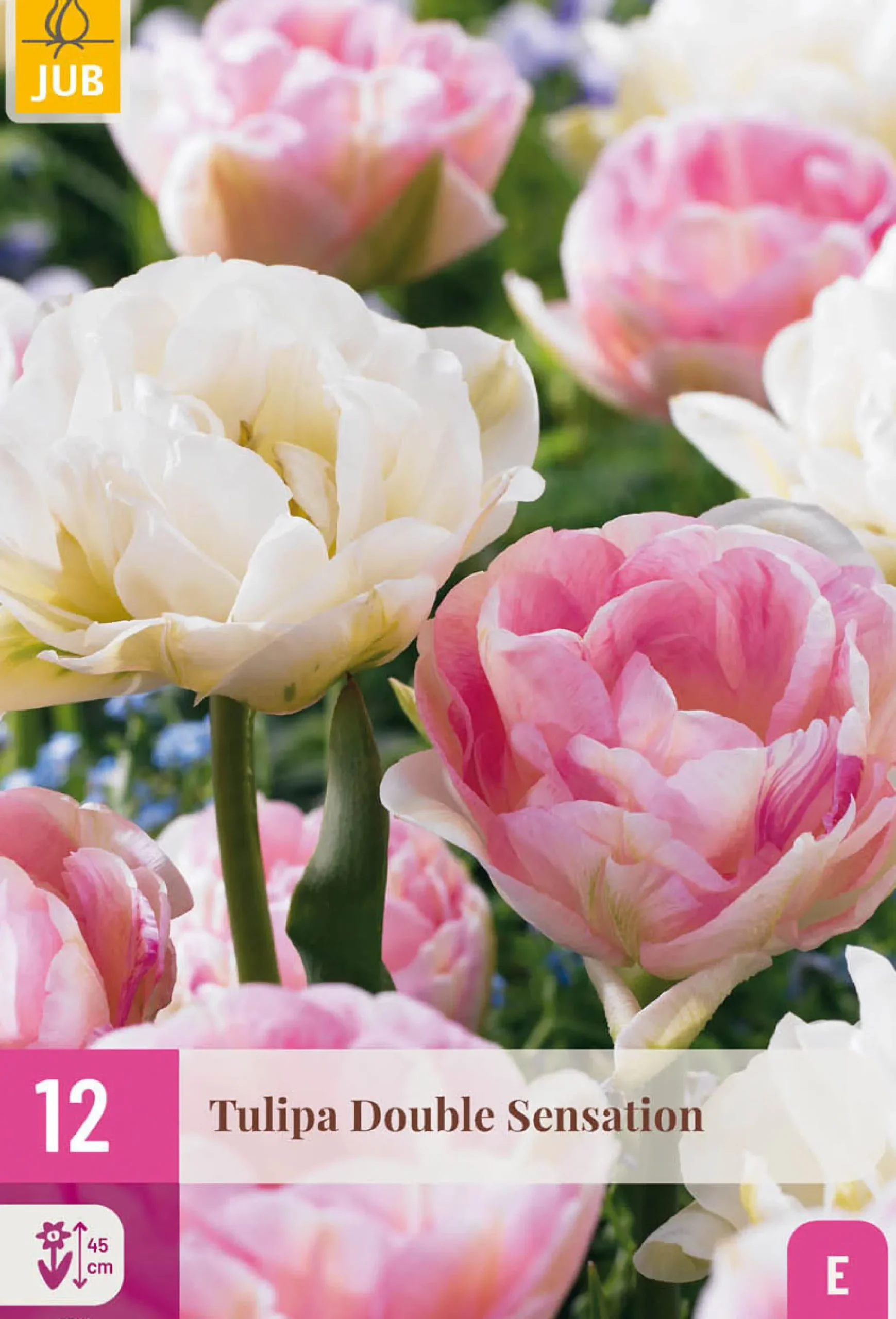 ohgreen Bloembollen|Ecocheques|12 tulipa double sensation