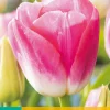 ohgreen Bloembollen|Ecocheques|7 tulipa dynasty