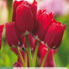 ohgreen Bloembollen|Ecocheques|7 tulipa fiery club