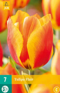 ohgreen Bloembollen|Ecocheques|7 tulipa flair