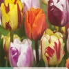 ohgreen Bloembollen|Ecocheques|7 tulipa flaming beauty mix