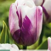 ohgreen Bloembollen|Ecocheques|7 tulipa flaming flag