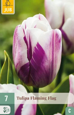 ohgreen Bloembollen|Ecocheques|7 tulipa flaming flag