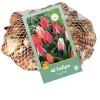 ohgreen Bloembollen|Ecocheques|40 tulipa greigii mix
