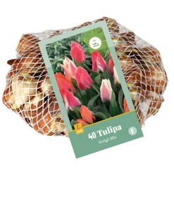 ohgreen Bloembollen|Ecocheques|40 tulipa greigii mix
