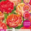 ohgreen Bloembollen|Ecocheques|12 tulipa gudushnik double