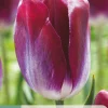 ohgreen Bloembollen|Ecocheques|7 tulipa kansas proud