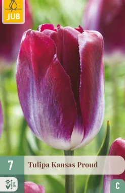 ohgreen Bloembollen|Ecocheques|7 tulipa kansas proud