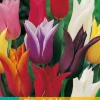 ohgreen Bloembollen|Ecocheques|7 tulipa leliebloemig mix